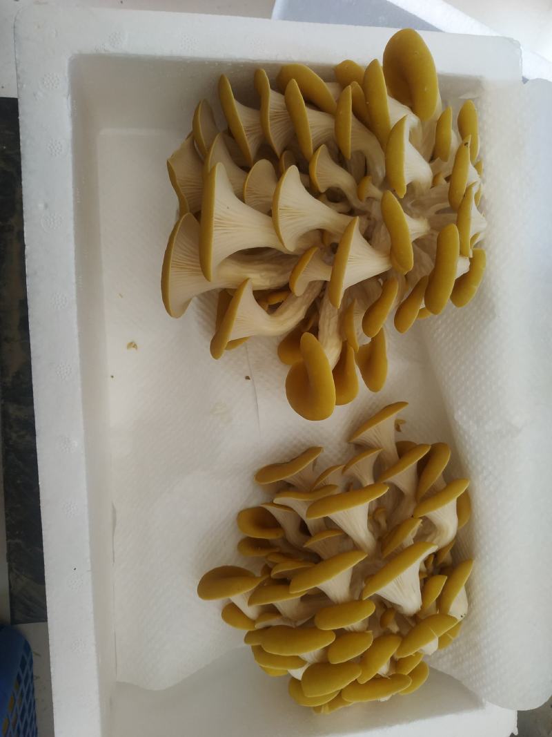 鸡油菌，新鲜鸡油黄菌，特菜，鲜货，火锅搭档