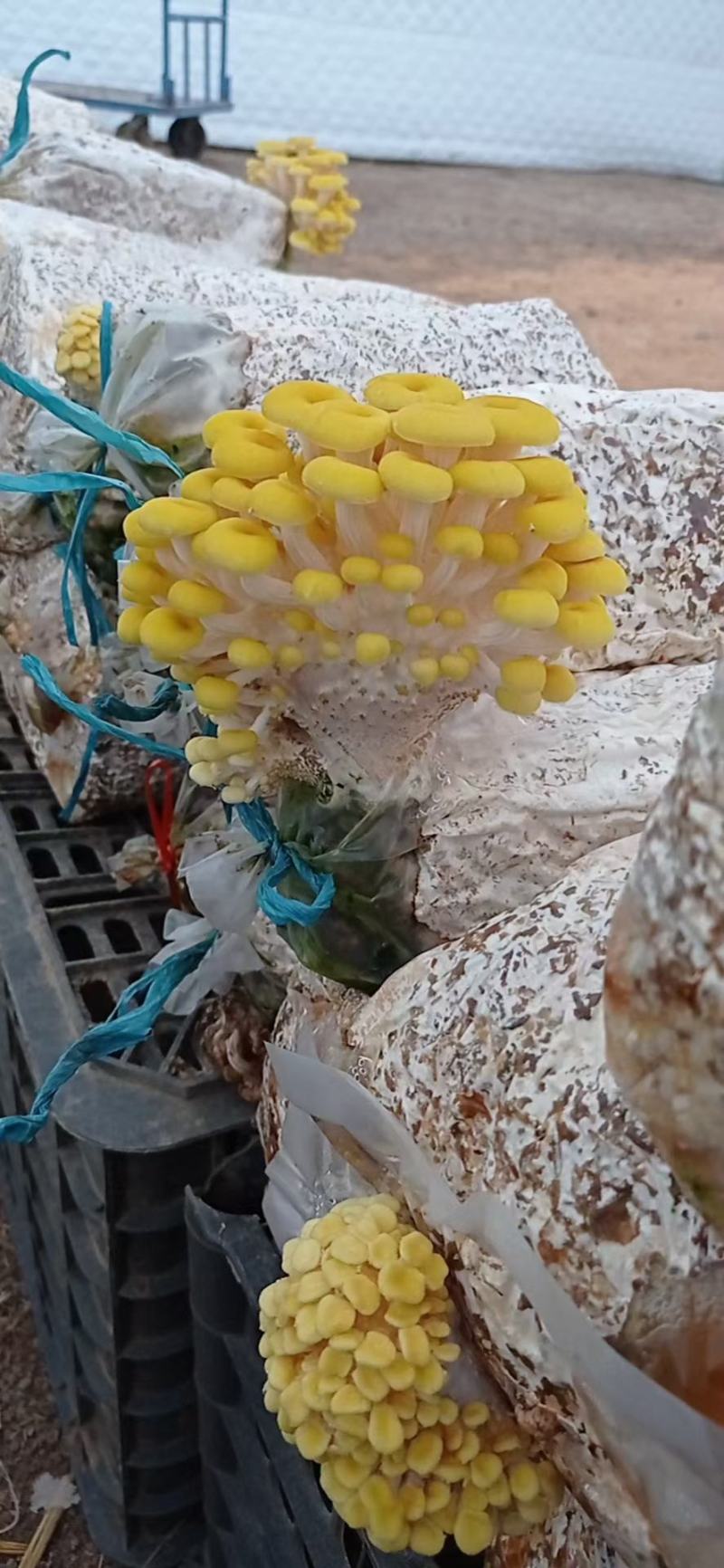 鸡油菌，新鲜鸡油黄菌，特菜，鲜货，火锅搭档