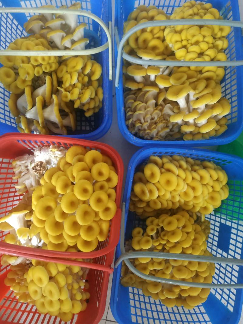 鸡油菌，新鲜鸡油黄菌，特菜，鲜货，火锅搭档