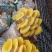 鸡油菌，新鲜鸡油黄菌，特菜，鲜货，火锅搭档