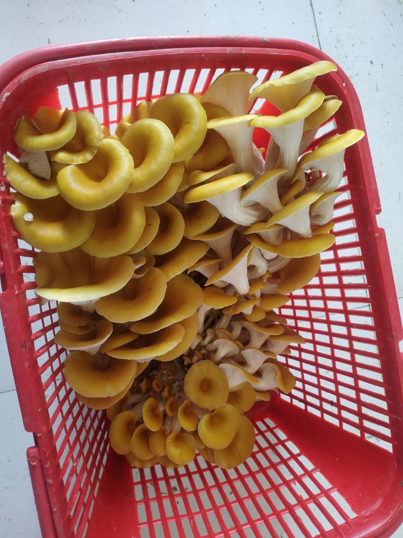 鸡油菌，新鲜鸡油黄菌，特菜，鲜货，火锅搭档