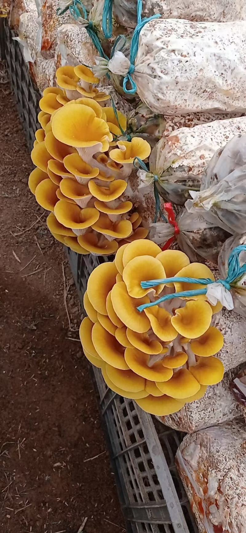 鸡油菌，新鲜鸡油黄菌，特菜，鲜货，火锅搭档