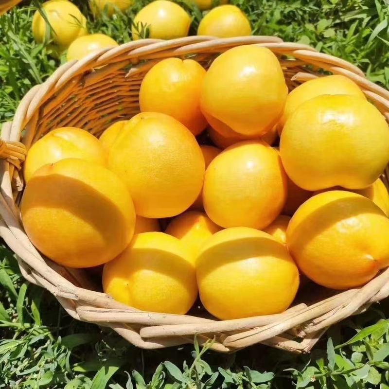 黄油桃新鲜采摘上市了，口感好表光好全国可代发
