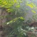 贵州毕节古夜郎大地野生中药材接骨草陆英野生全草