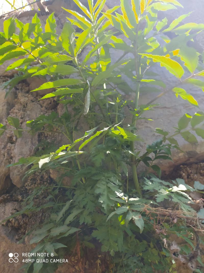 贵州毕节古夜郎大地野生中药材接骨草陆英野生全草