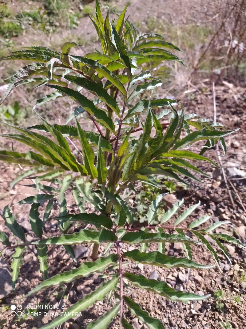 贵州毕节古夜郎大地野生中药材接骨草陆英野生全草