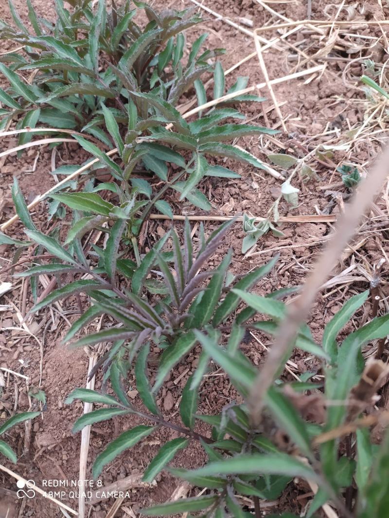 贵州毕节古夜郎大地野生中药材接骨草陆英野生全草