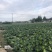 鸡心莲白，大量上市，无金边，虫害，个头均匀