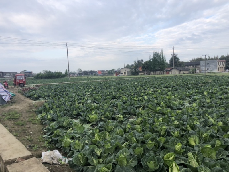 鸡心莲白，大量上市，无金边，虫害，个头均匀