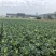 鸡心莲白，大量上市，无金边，虫害，个头均匀