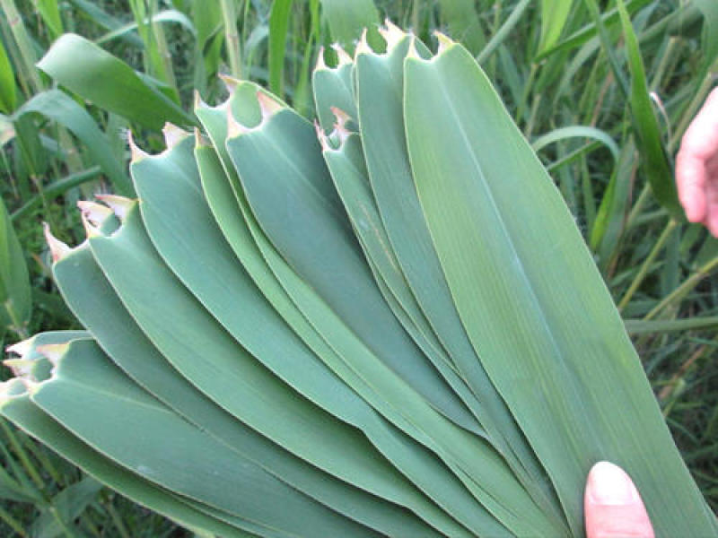 芦苇叶新鲜上市，大量批售
