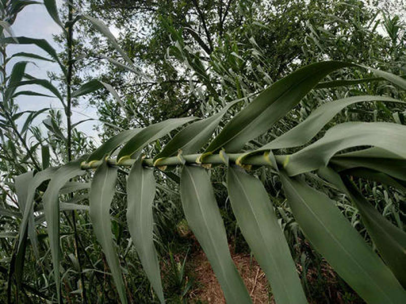 芦苇叶新鲜上市，大量批售