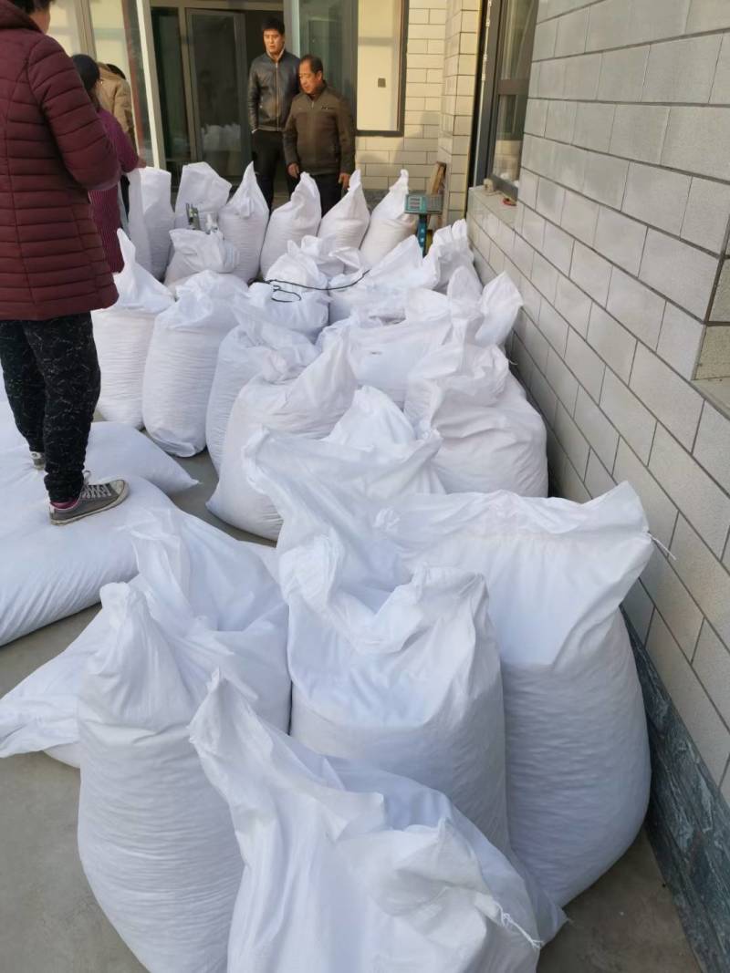 河北药都安国自产自销高产量高收益抗病毒半夏种子