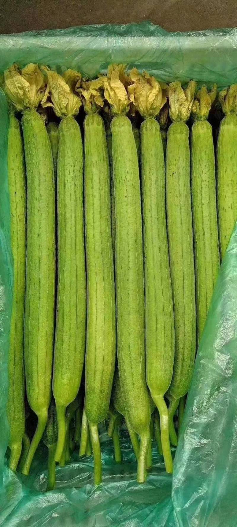 江苏连云港丝瓜鲜花丝瓜，蔬菜产地，北芹蔬菜合作社