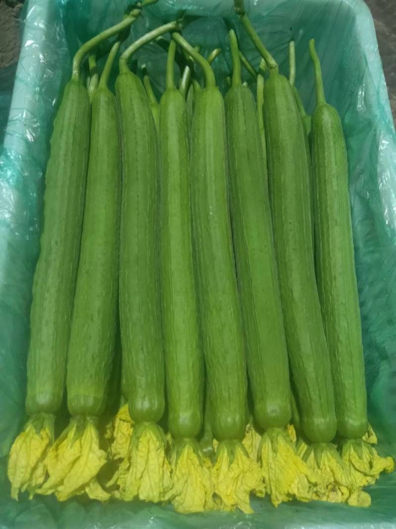 江苏连云港丝瓜鲜花丝瓜，蔬菜产地，北芹蔬菜合作社