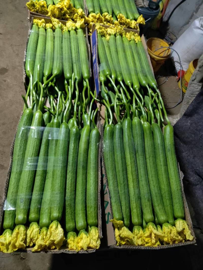 江苏连云港丝瓜鲜花丝瓜，蔬菜产地，北芹蔬菜合作社