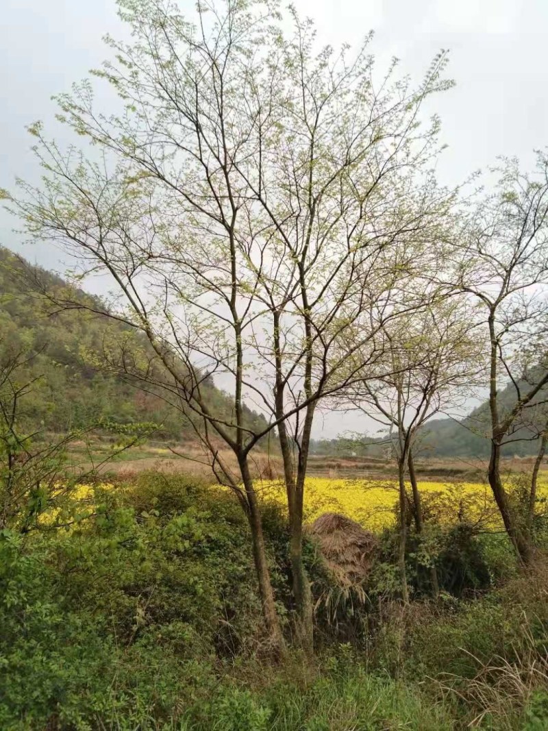 20公分一60公分朴树都有，丛生各种规格都有