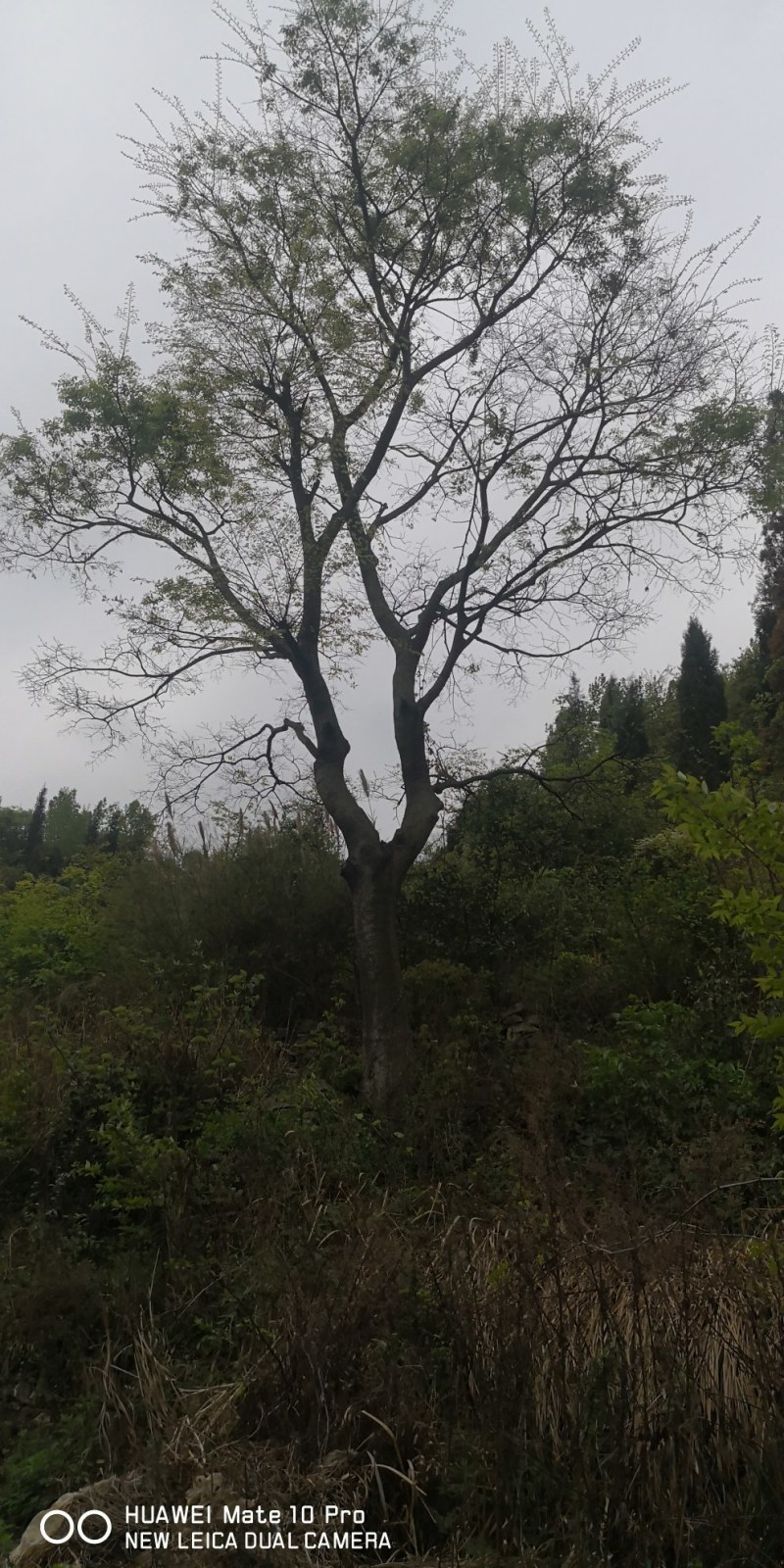 20公分一60公分朴树都有，丛生各种规格都有