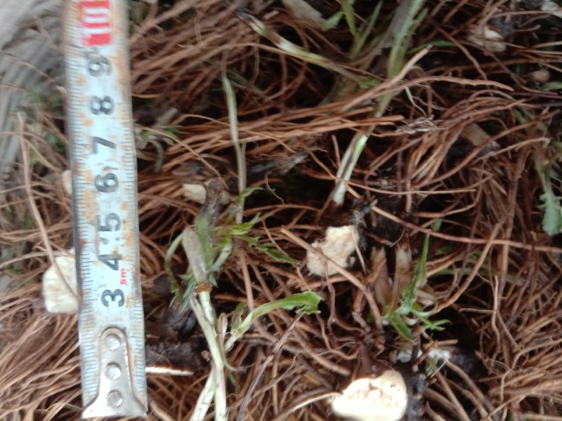 苍术种苗北硃砂点苍术种苗原产地北硃砂点苍术认准硃砂点