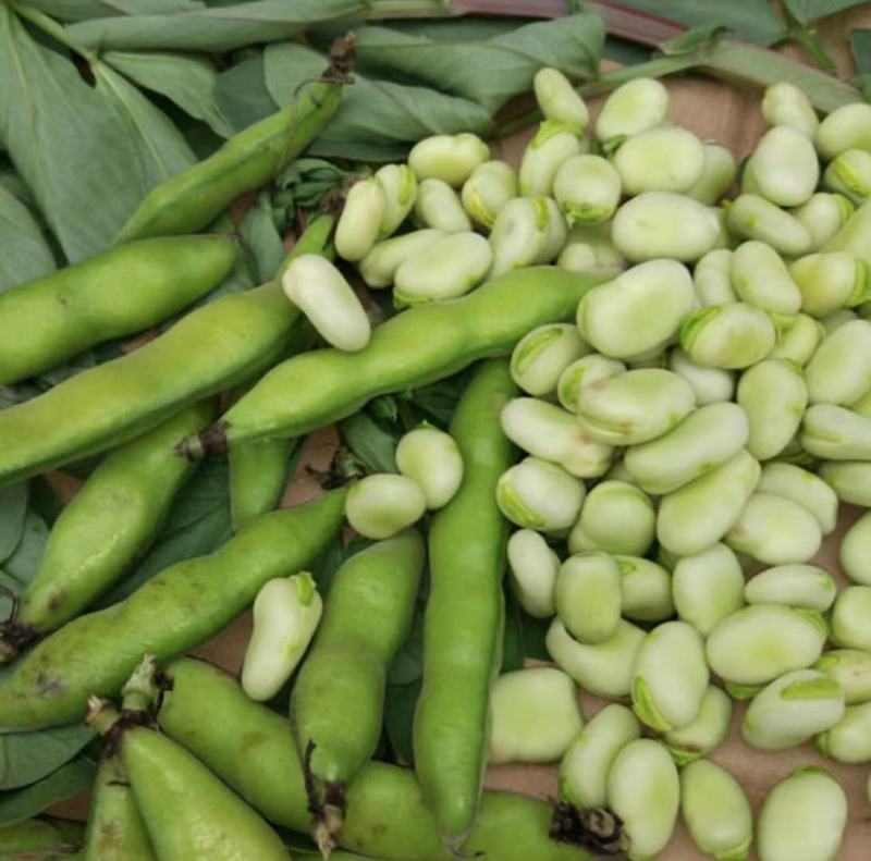 精品大白胡豆大量上市