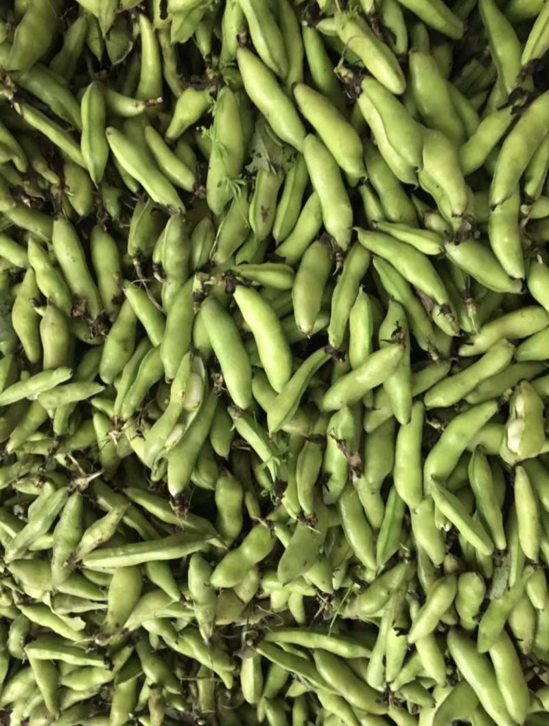 精品大白胡豆大量上市