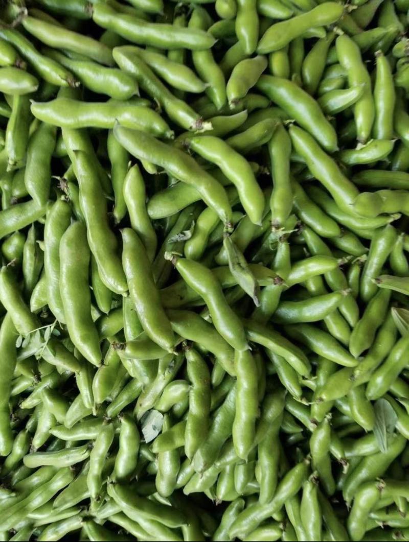 精品大白胡豆大量上市