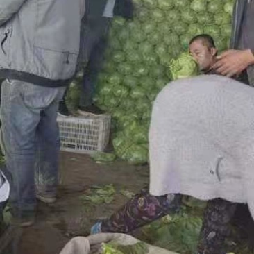 邯郸永年甘蓝正在大量上市中