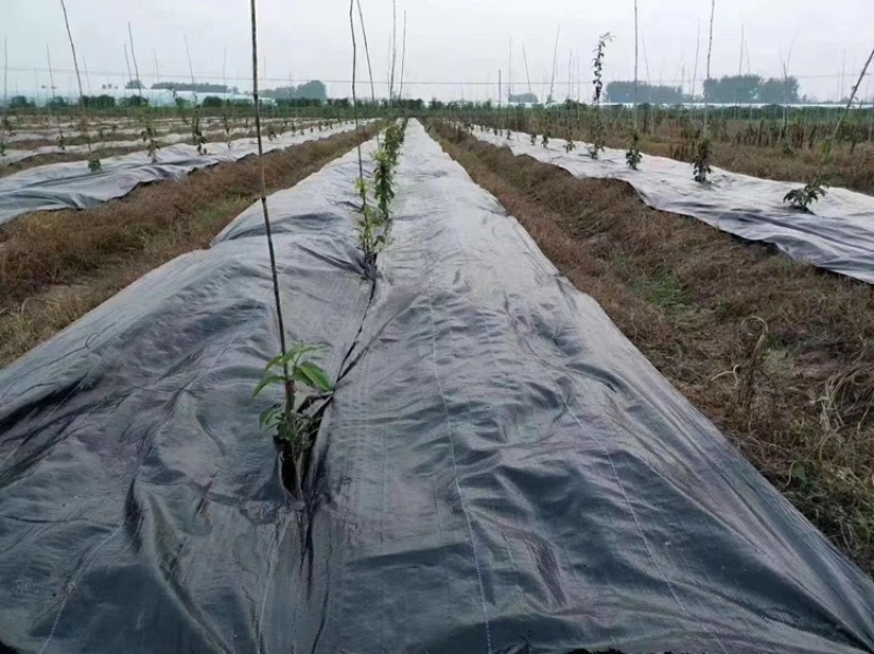德州防草布生产厂家，防草布，盖草布，黑色地膜厂家直销