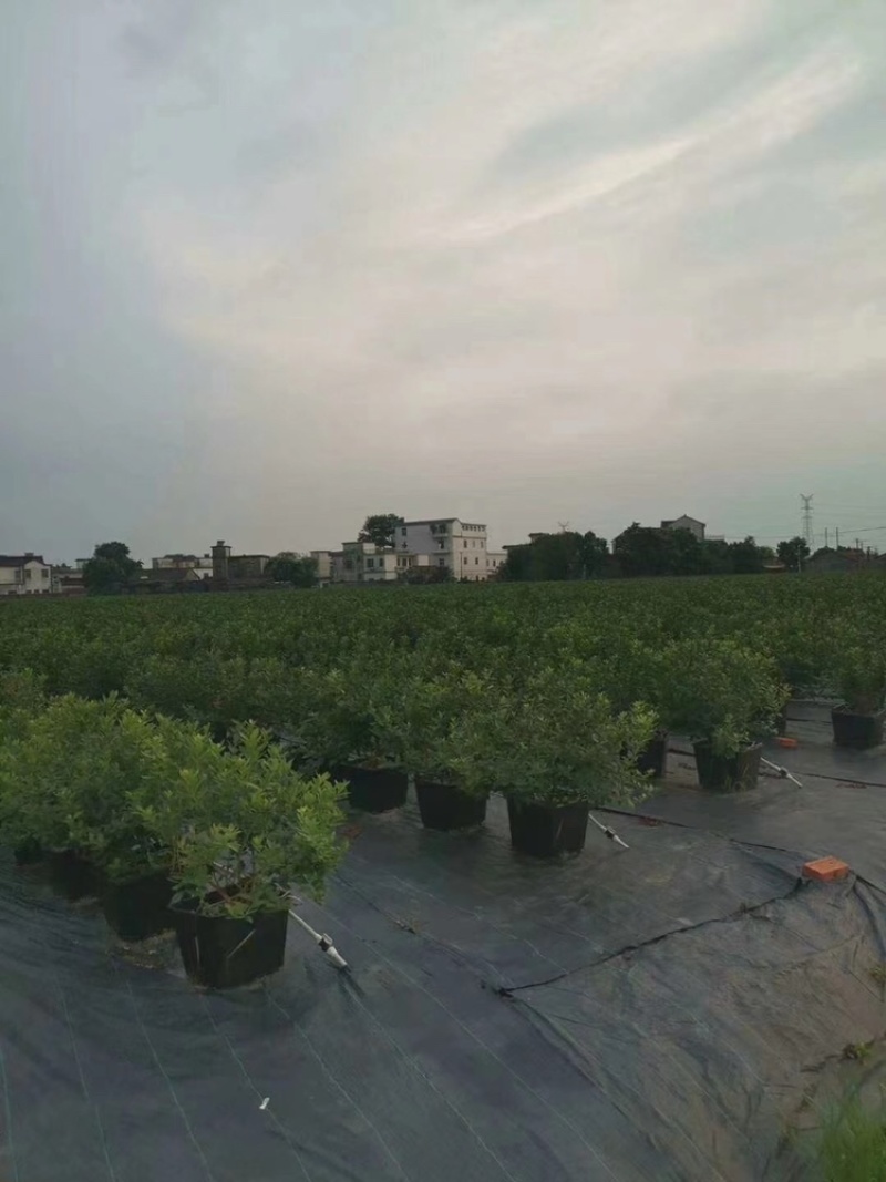 德州防草布生产厂家，防草布，盖草布，黑色地膜厂家直销