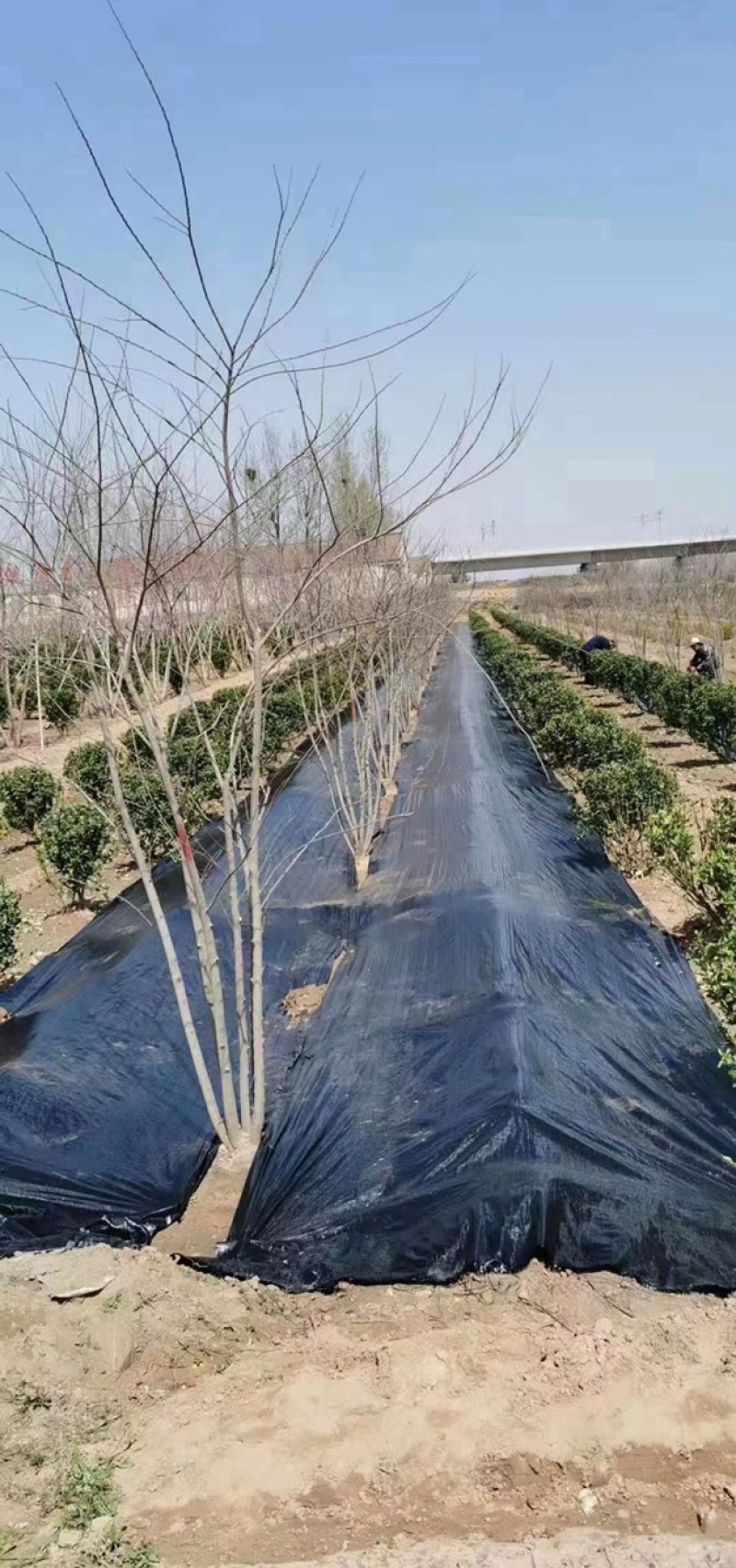 德州防草布生产厂家，防草布，盖草布，黑色地膜厂家直销