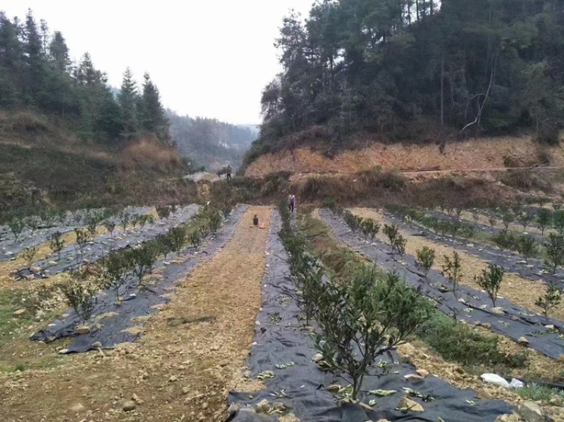 德州防草布生产厂家，防草布，盖草布，黑色地膜厂家直销