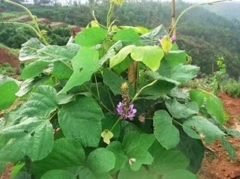 野生葛根粉（批发，零售，代理）