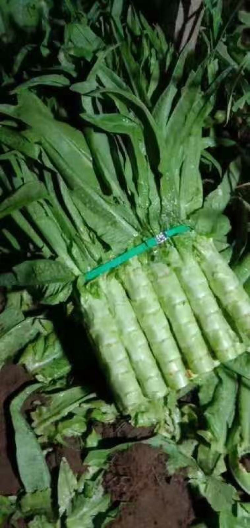 香河产地莴笋大量上市