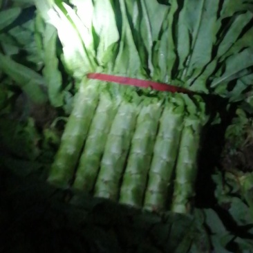 香河产地莴笋大量上市