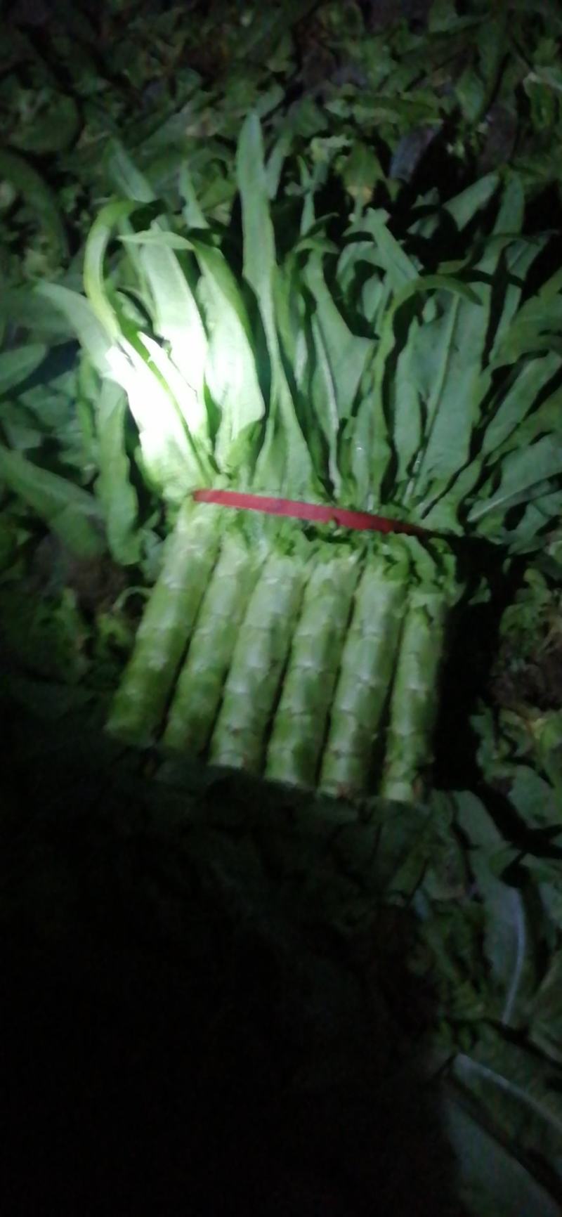 香河产地莴笋大量上市