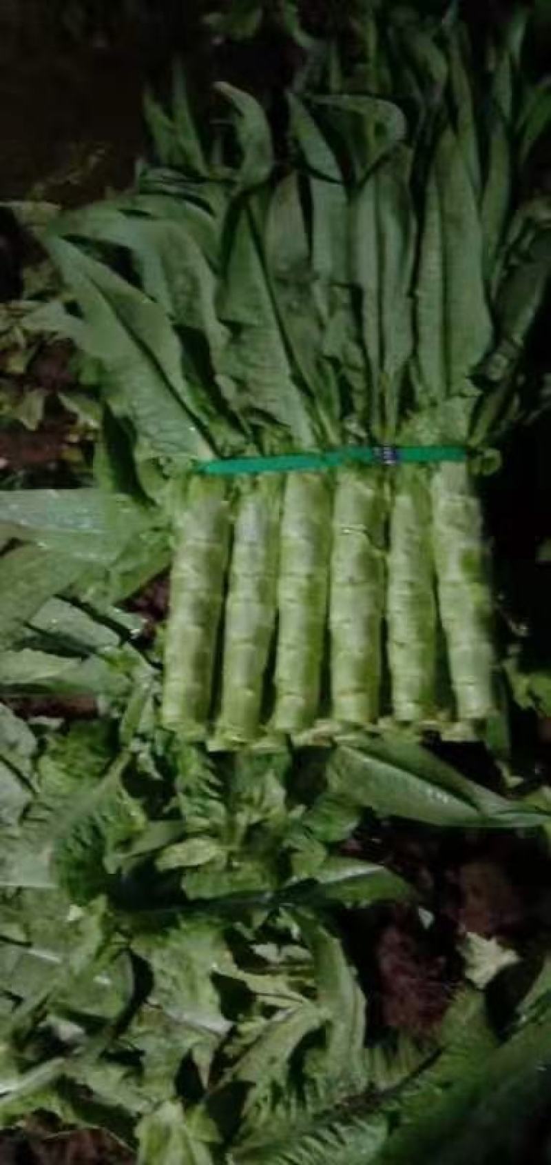 香河产地莴笋大量上市