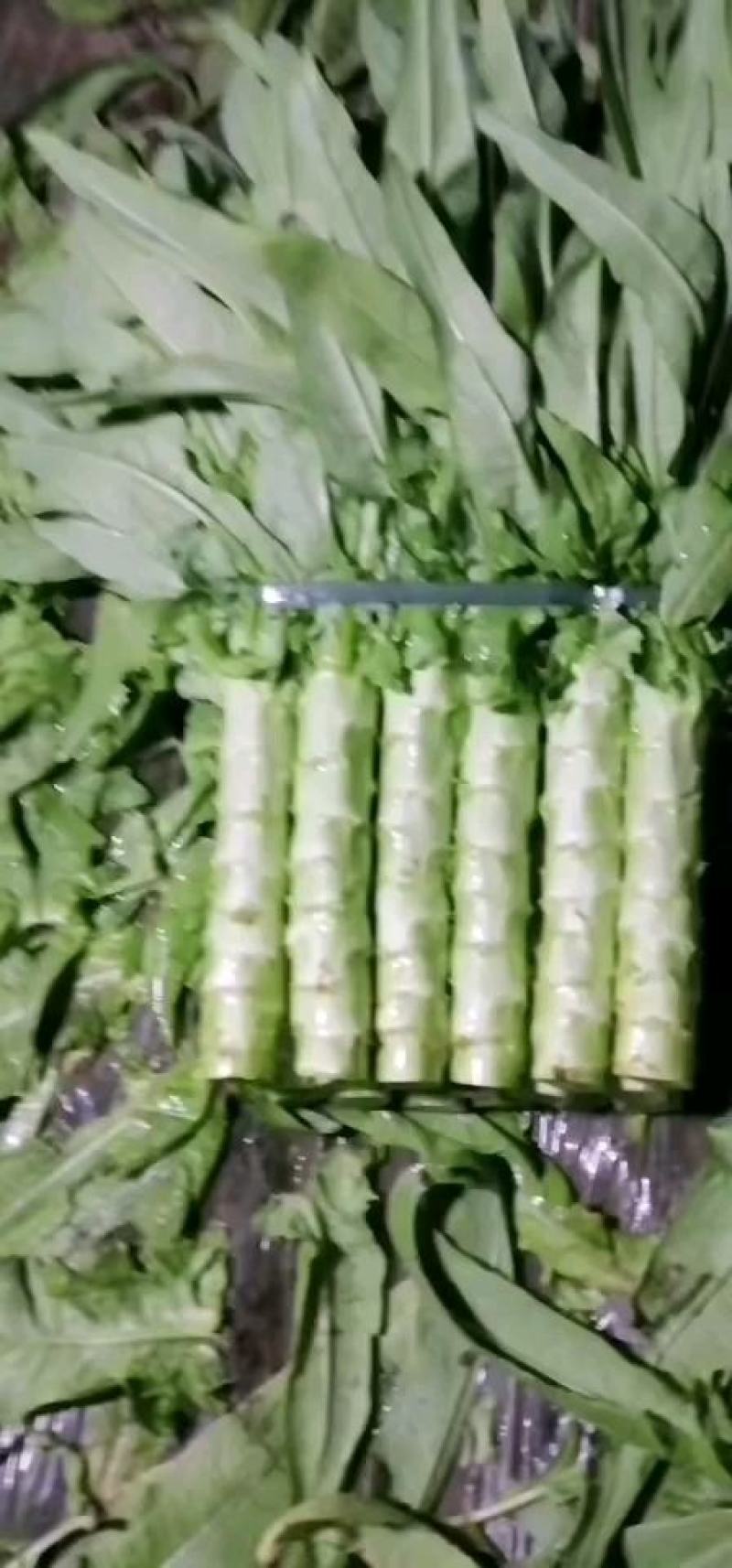 香河产地莴笋大量上市