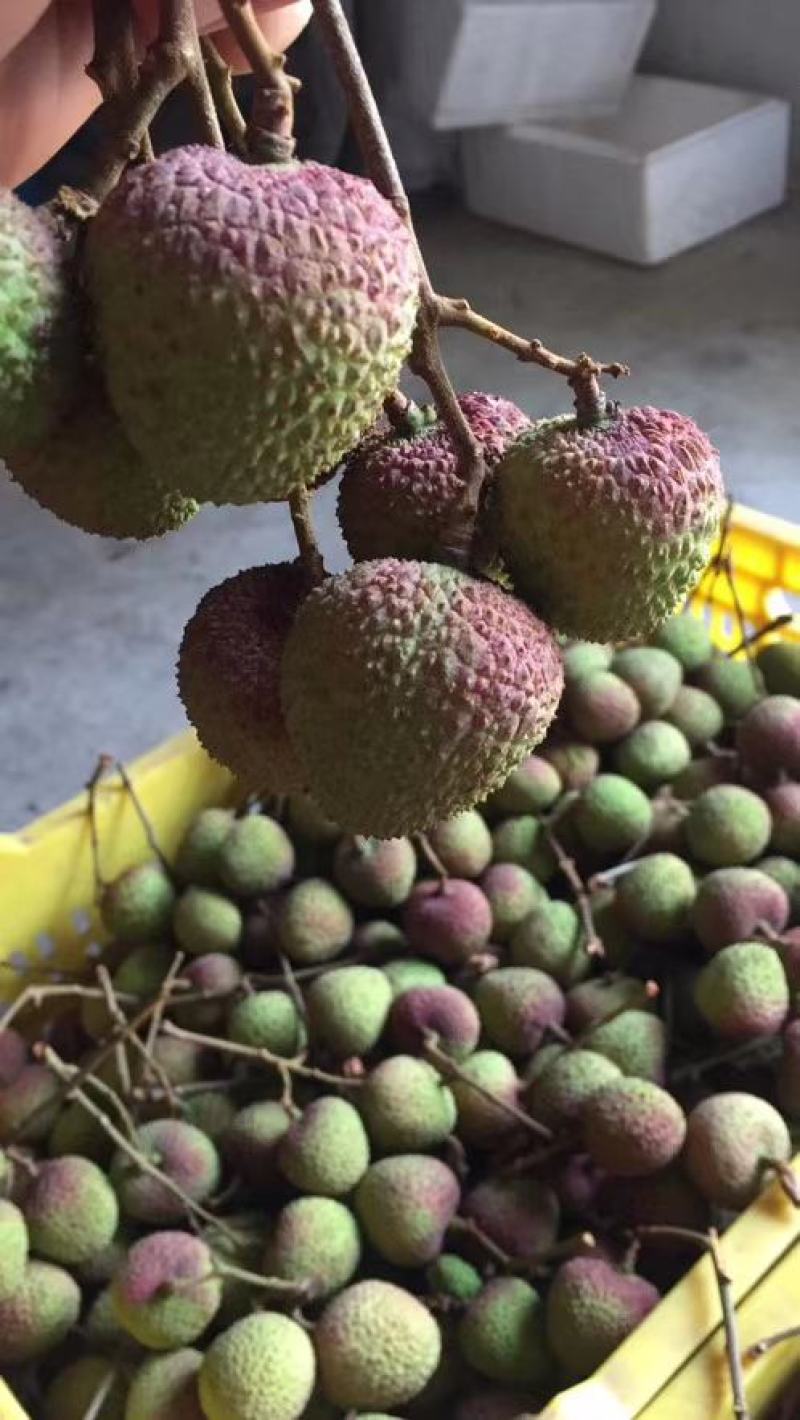 广西浦北县大成镇的荔枝