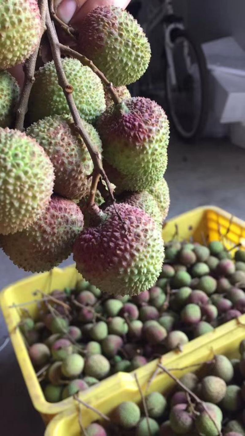 广西浦北县大成镇的荔枝