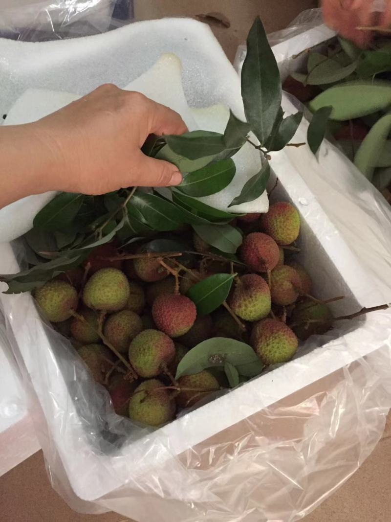 广西浦北县大成镇的荔枝
