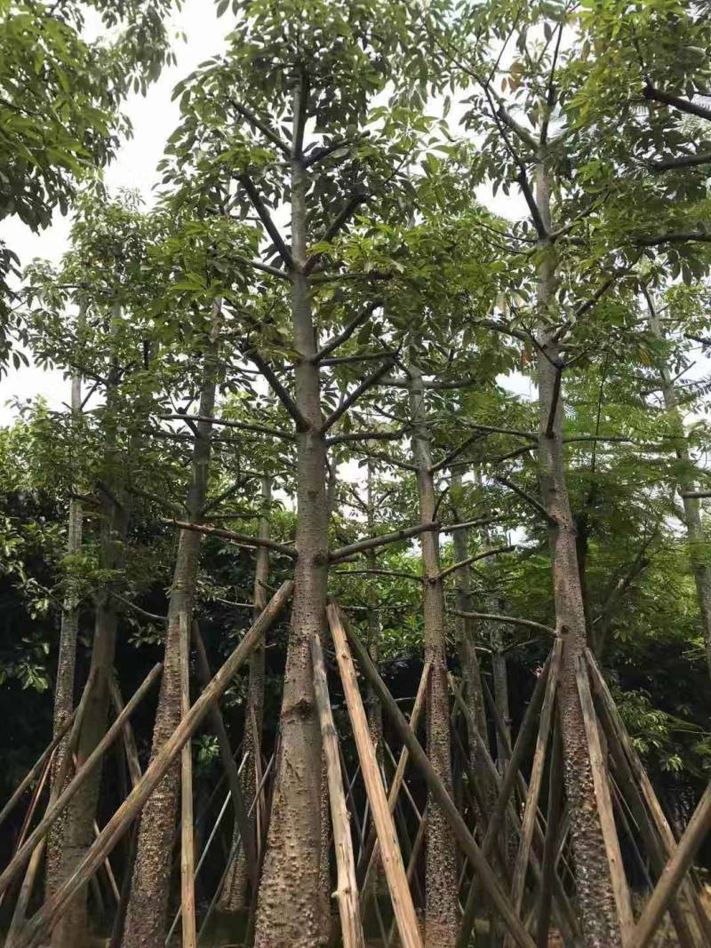 本地木棉出售一批靓货，，