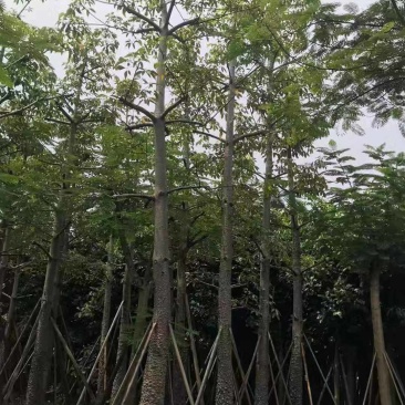 本地木棉出售一批靓货，，
