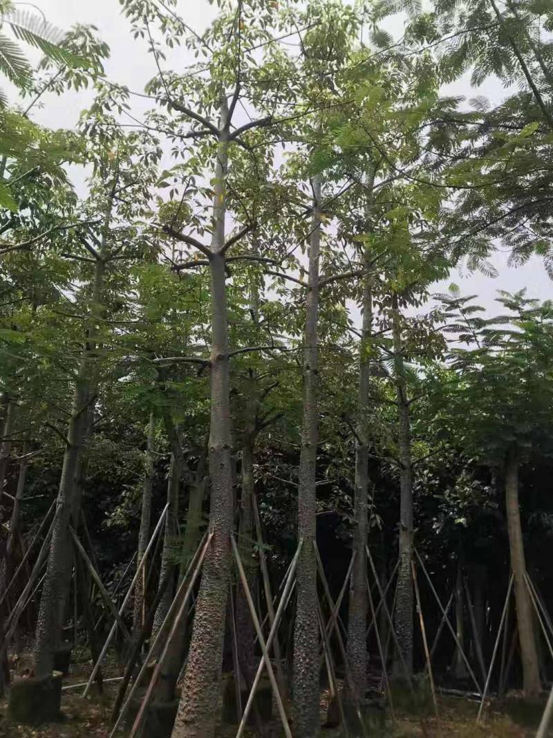 本地木棉出售一批靓货，，
