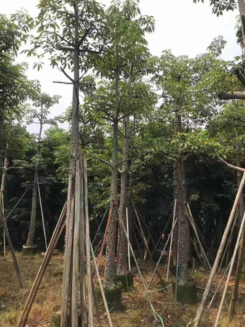 本地木棉出售一批靓货，，