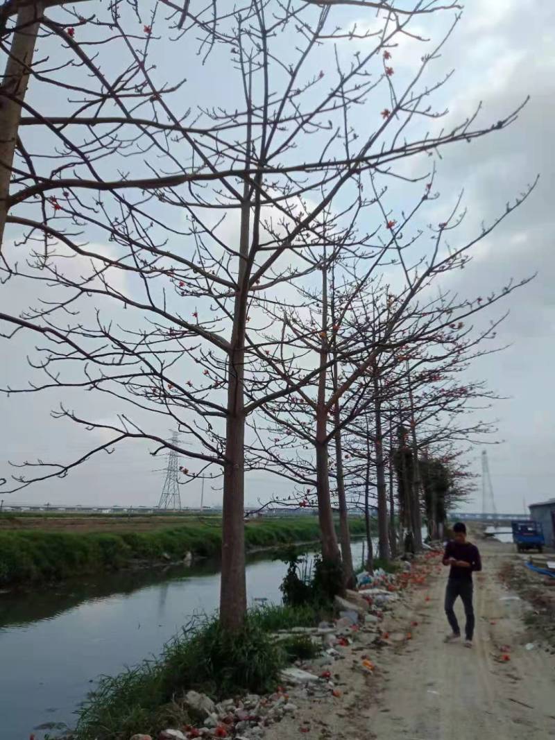 本地木棉出售一批靓货，，