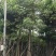 本地木棉出售一批靓货，，