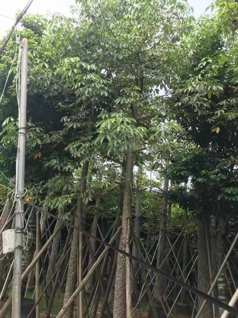 本地木棉出售一批靓货，，
