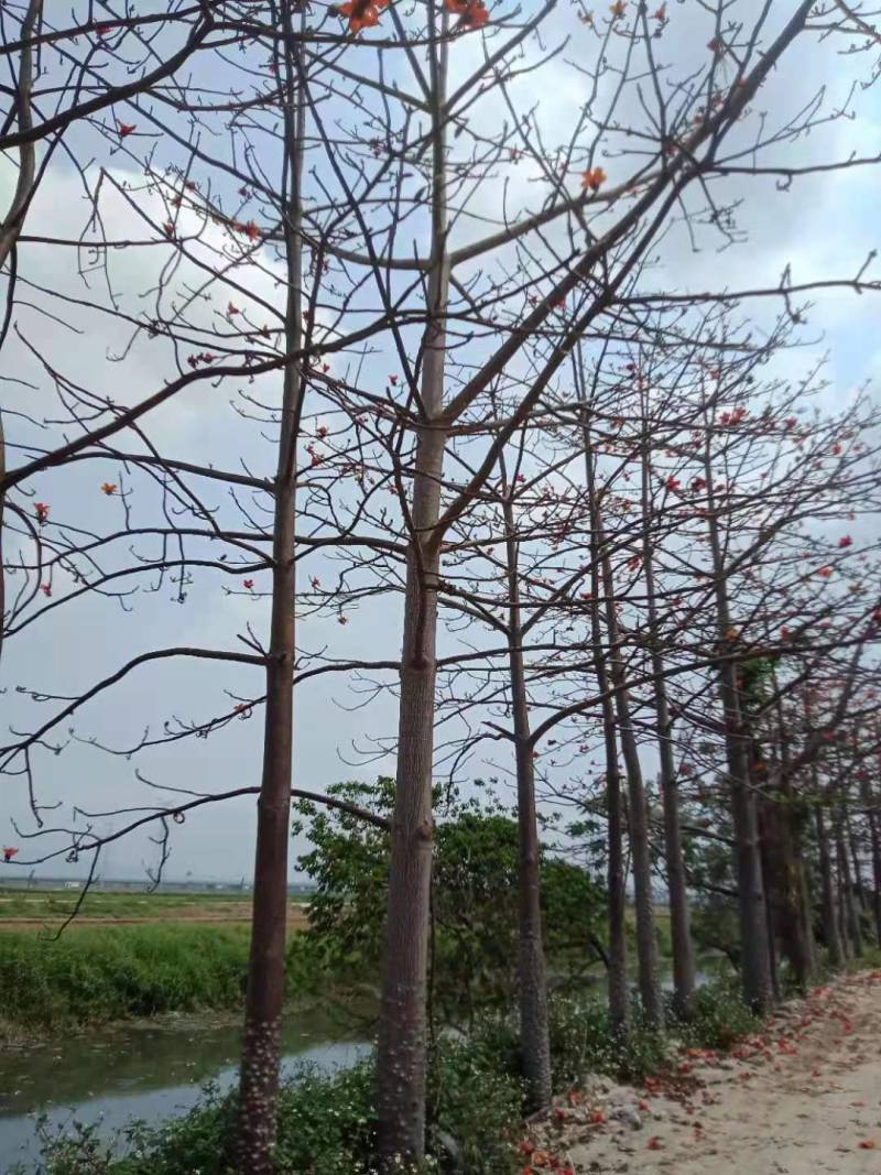 本地木棉出售一批靓货，，