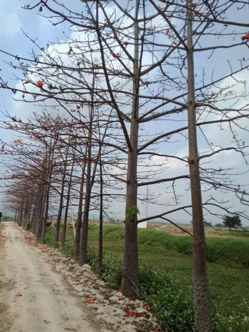 本地木棉出售一批靓货，，