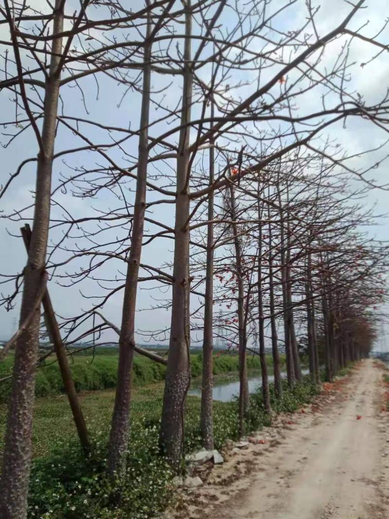 本地木棉出售一批靓货，，